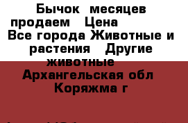 Бычок 6месяцев продаем › Цена ­ 20 000 - Все города Животные и растения » Другие животные   . Архангельская обл.,Коряжма г.